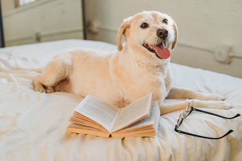 躺在床上，眼镜和书的快乐拉布拉多犬 · 免费素材图片