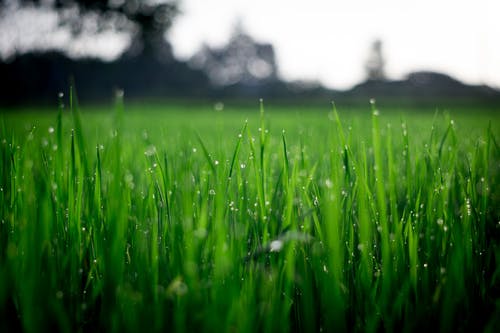 白天的绿草浅景深摄影 · 免费素材图片