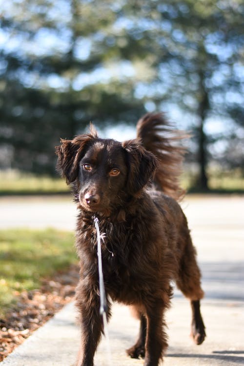 棕色长涂在混凝土通路上的狗 · 免费素材图片