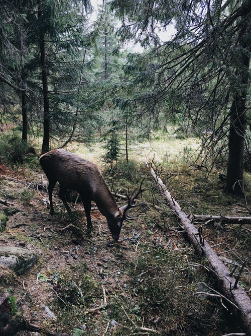 被树木包围的棕色驯鹿 · 免费素材图片