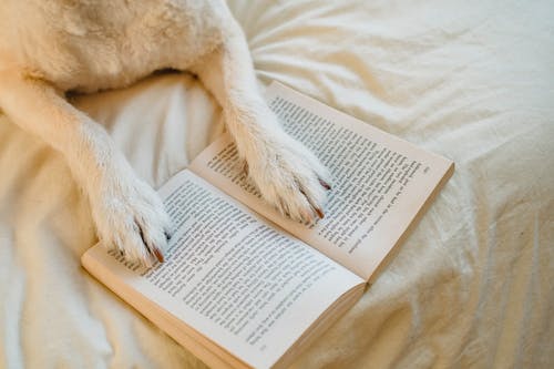 狗躺在床上与书 · 免费素材图片