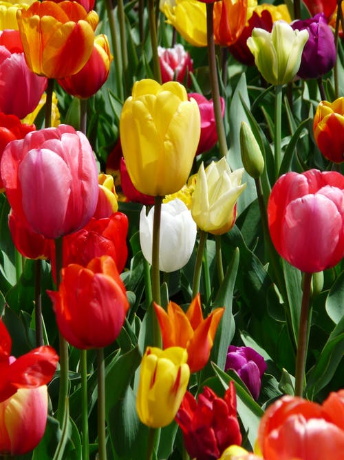 在白天的黄色紫色和红色郁金香花 · 免费素材图片