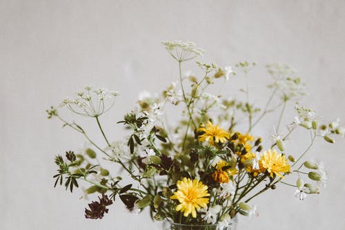 黄色的花的选择性聚焦照片 · 免费素材图片
