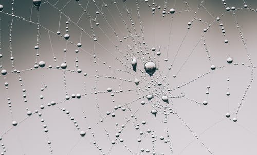 关闭了蜘蛛网摄影 · 免费素材图片