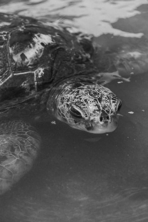 一只乌龟在水上的黑白摄影 · 免费素材图片