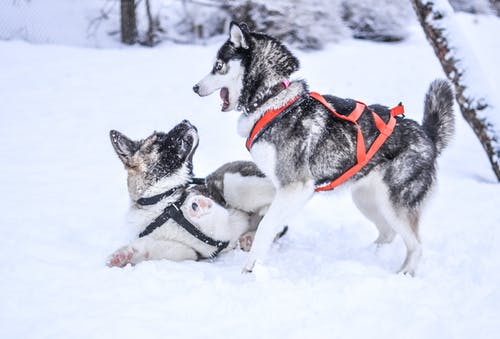 狗在雪中 · 免费素材图片