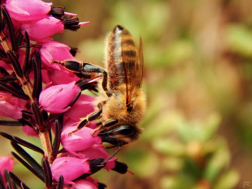 关闭了蜜蜂栖息在粉红色的花蕾上的照片 · 免费素材图片