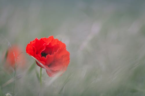 宏观摄影中的红色花瓣花 · 免费素材图片