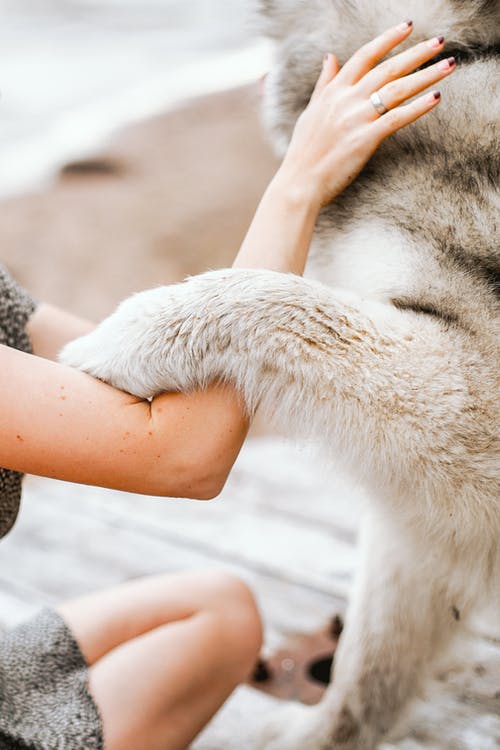 西伯利亚雪橇犬在主人旁边的照片 · 免费素材图片