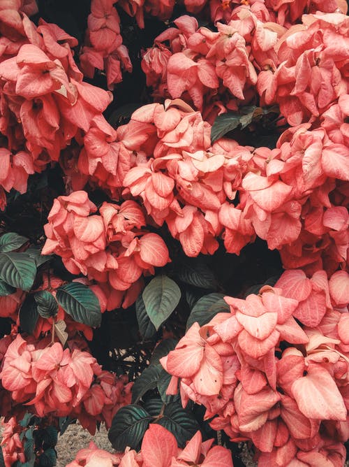 粉色花瓣花的照片 · 免费素材图片