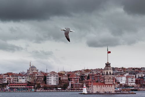 白鸟飞越城市建筑 · 免费素材图片