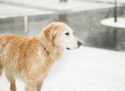 焦点照片上的成年金毛寻回犬 · 免费素材图片