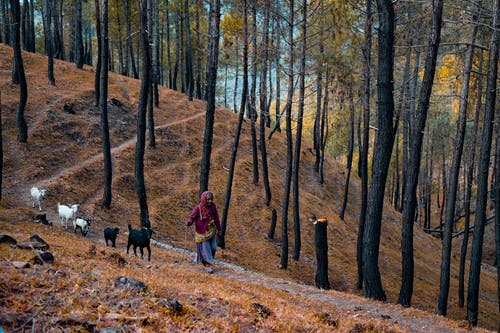 红色夹克的妇女走在褐色的烘干了在森林的叶子 · 免费素材图片