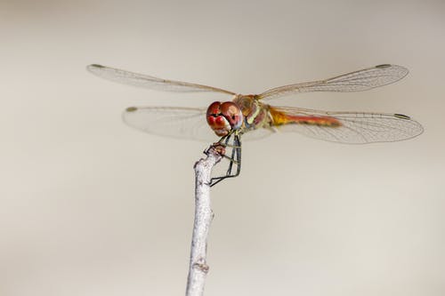 蜻蜓栖息在摄影中的棕色茎上 · 免费素材图片