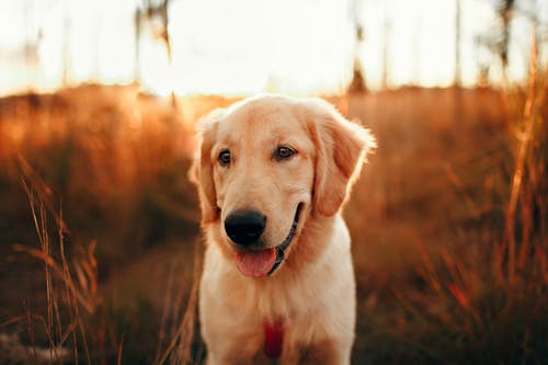 日落时在现场的内容金毛寻回犬 · 免费素材图片