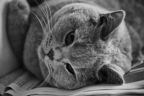 猫在灰度照片 · 免费素材图片