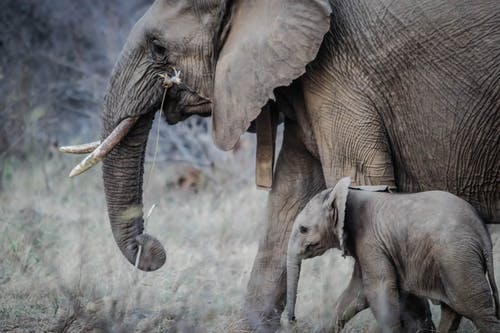 两只灰色的大象 · 免费素材图片