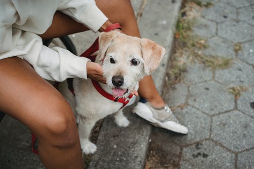 黑色领的领子的小狗 · 免费素材图片