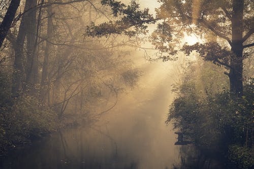 黎明时森林的照片 · 免费素材图片