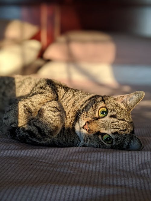 躺在棕色纺织上的棕色虎斑猫 · 免费素材图片