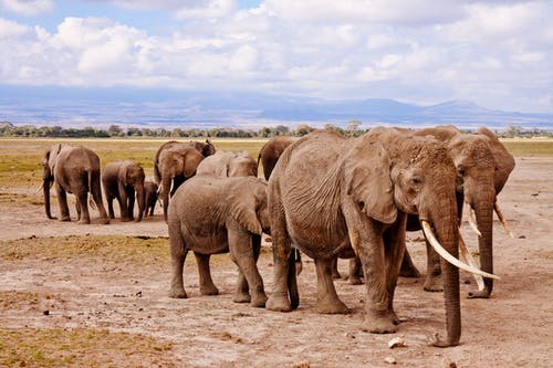 群在白天在布朗路上行走的大象 · 免费素材图片