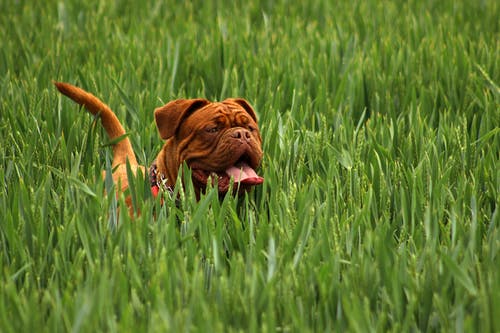 白天在绿色地面覆盖植物上的棕色短毛狗 · 免费素材图片