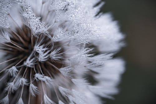 白花自动对焦摄影 · 免费素材图片