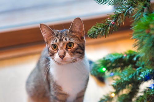 在绿色圣诞树旁边的棕色虎斑猫 · 免费素材图片