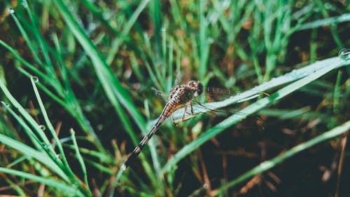 蜻蜓在草叶上 · 免费素材图片