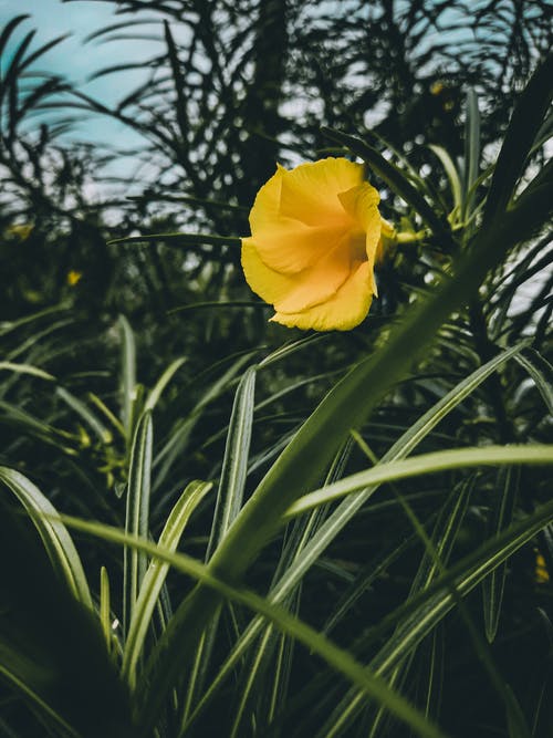 有关不变, 公园, 和平的的免费素材图片