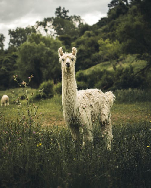 在绿色草地上的白色骆马 · 免费素材图片
