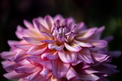 紫色和白色的花，在微距拍摄 · 免费素材图片