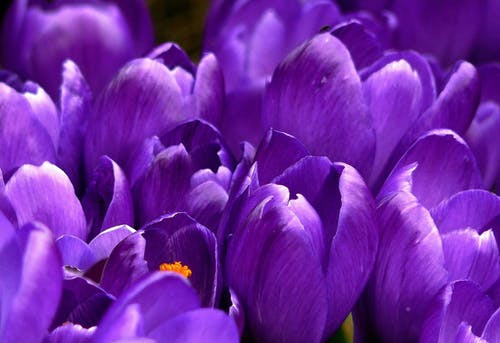 关闭了紫色簇花的照片 · 免费素材图片
