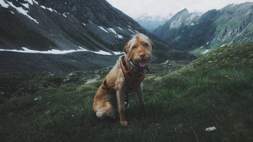 狗坐在草地上的照片 · 免费素材图片