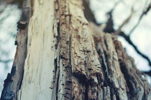 裸树的特写摄影 · 免费素材图片