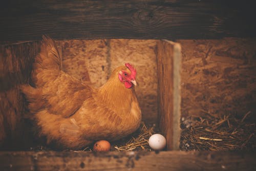 棕色母鸡附近巢上的白蛋 · 免费素材图片