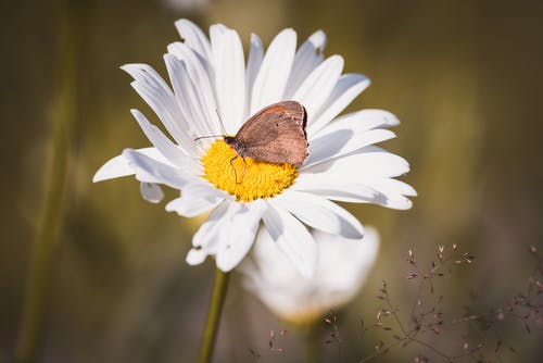 白色雏菊上的棕色蝴蝶 · 免费素材图片