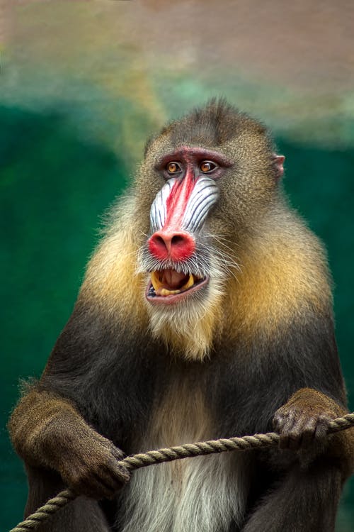 棕色的猴子图 · 免费素材图片