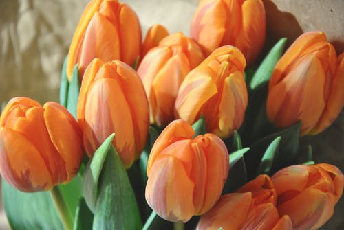 橙色和黄色花瓣花瓣花束 · 免费素材图片