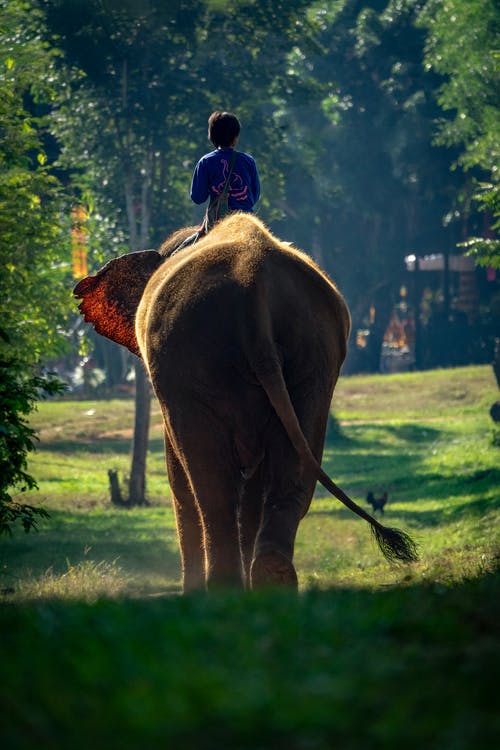 有关人, 动物, 动物摄影的免费素材图片