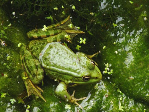 绿蛙 · 免费素材图片