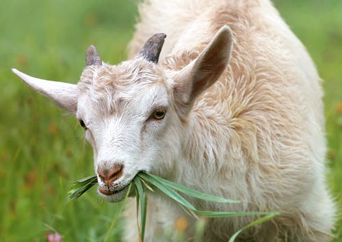 白山羊白天吃草 · 免费素材图片