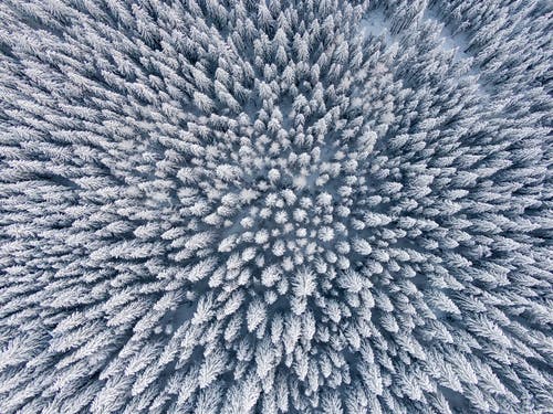 冰雪覆盖的树木的航拍 · 免费素材图片