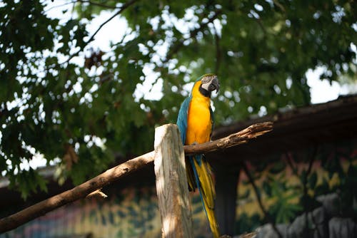 蓝黄色和绿色金刚鹦鹉棕色木棍上 · 免费素材图片