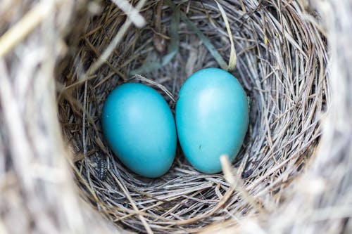 选择性聚焦摄影2巢上的蓝鸡蛋 · 免费素材图片