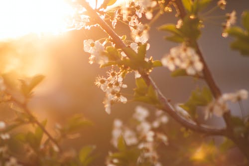 白天的白色花瓣树 · 免费素材图片