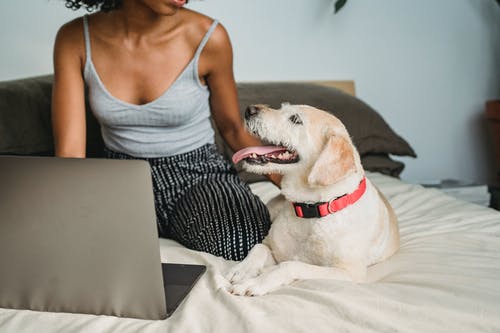 黑人妇女在家抚摸狗 · 免费素材图片