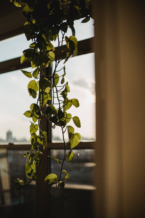 绿色的叶子，挂在窗户附近的植物 · 免费素材图片