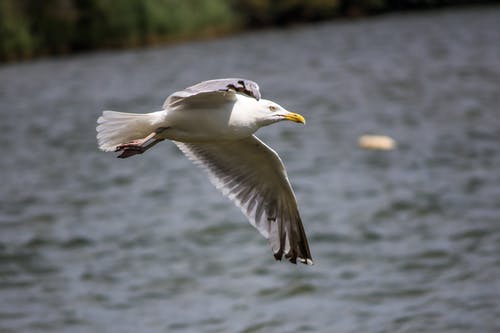海鸥在白天的时间在海上飞行 · 免费素材图片
