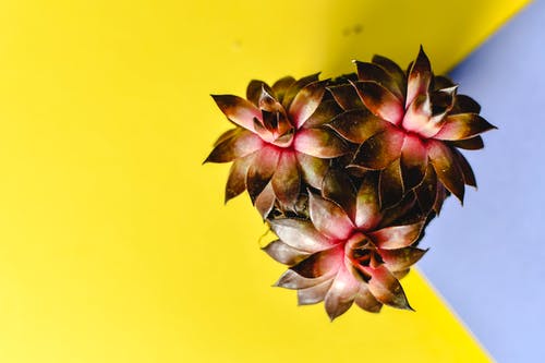 有关俯视图, 工厂, 植物群的免费素材图片